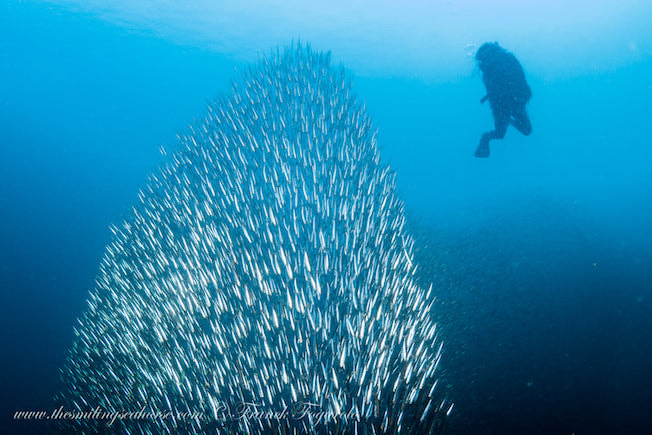 Diver over a school of fish