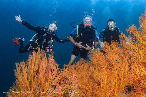 Happy divers with yellow seafan