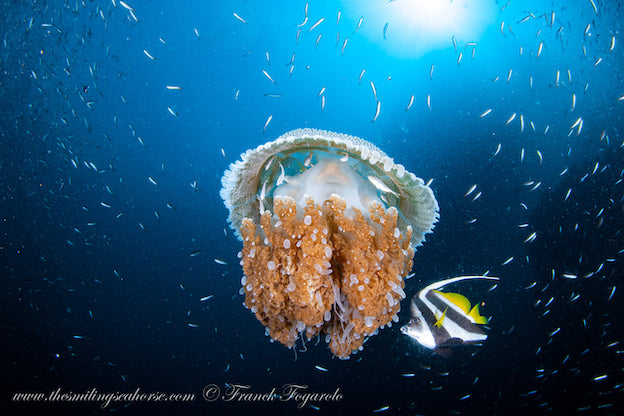 Lovely jelly fish and banner fish feeding on its tentacles