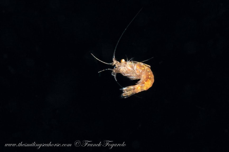 Little shrimp on blackwater dive