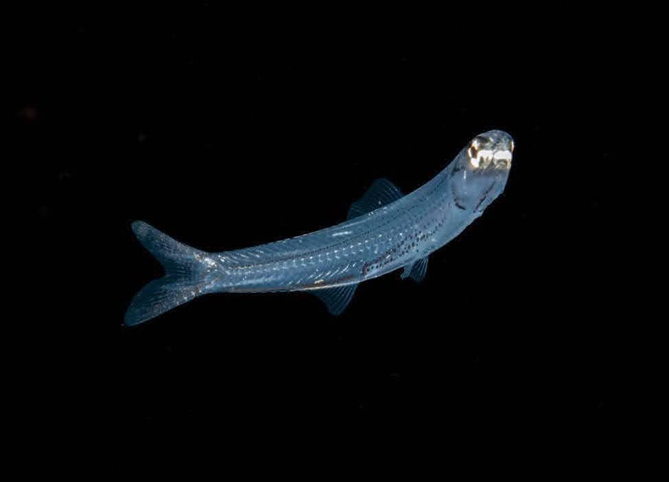 Lizard fish on blackwater dive, south andaman