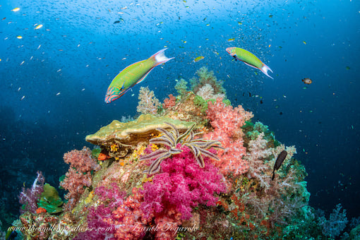 wrass in colorful reef