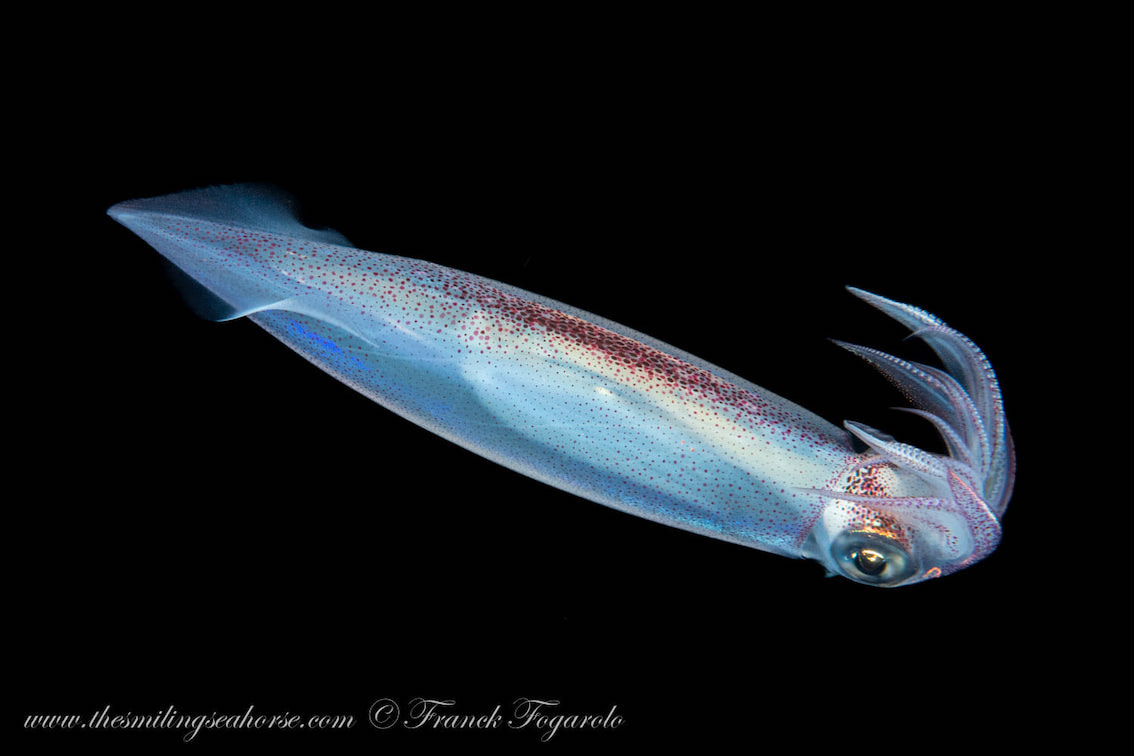 squid blackwater thailand