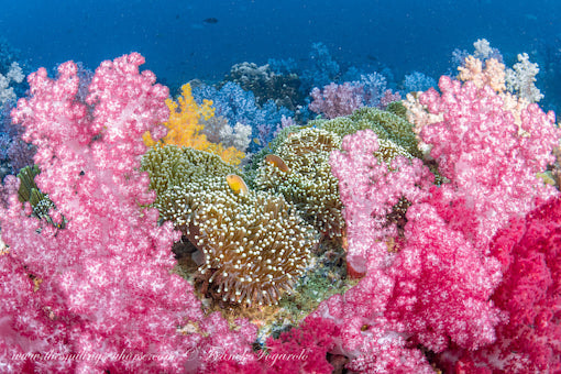 vibrant soft coral and anemone fish