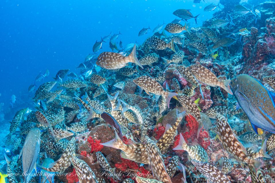 Huge variety of fish on the coral reef