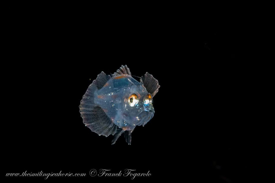 Baby scorpionfish