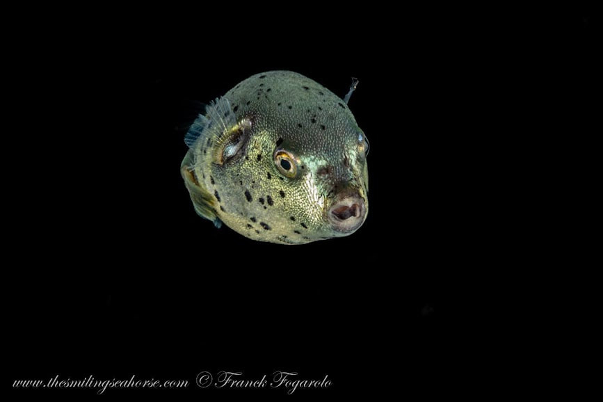 Baby pufferfish