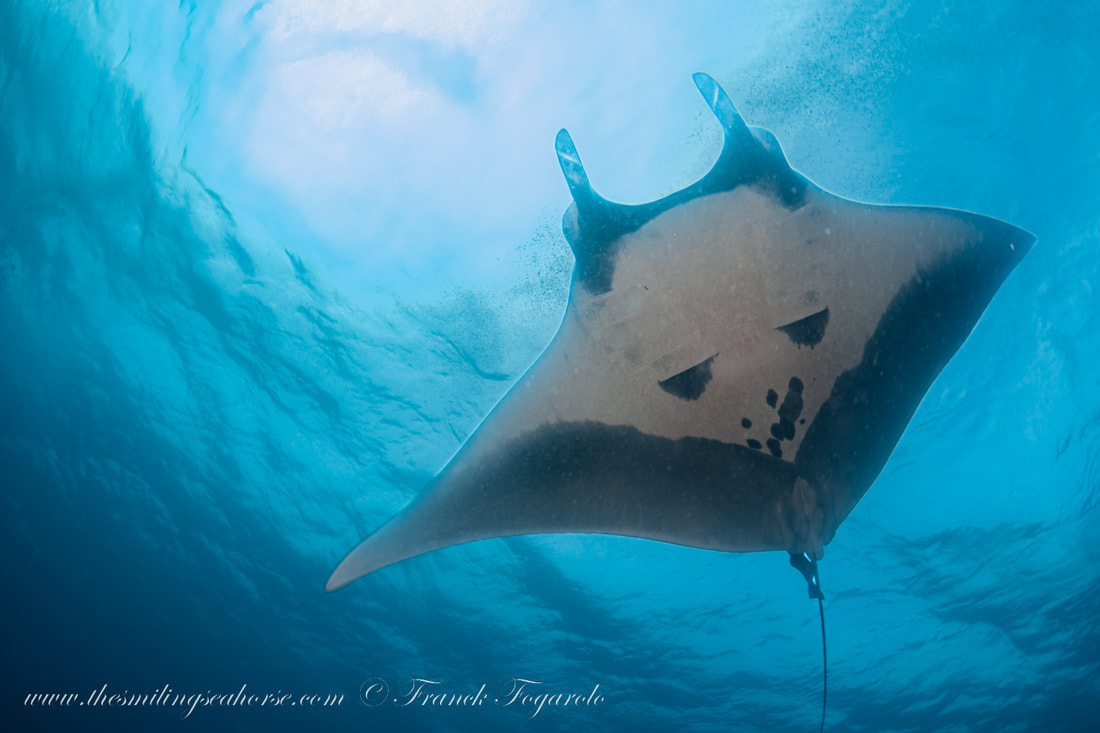 manta ray in Mergui archipelago November 2023