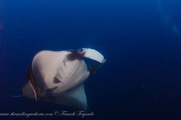 manta ray underwater photography smiling seahorse