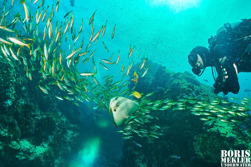 cuttlefish surin islands