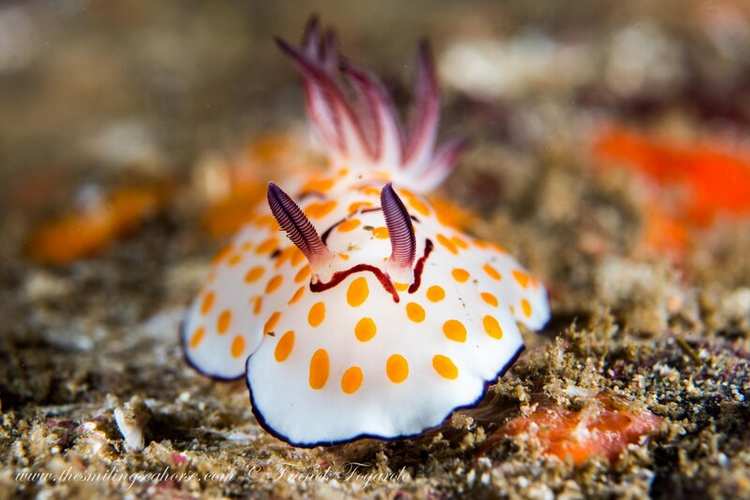snail seaslug orange white dots nudibranch