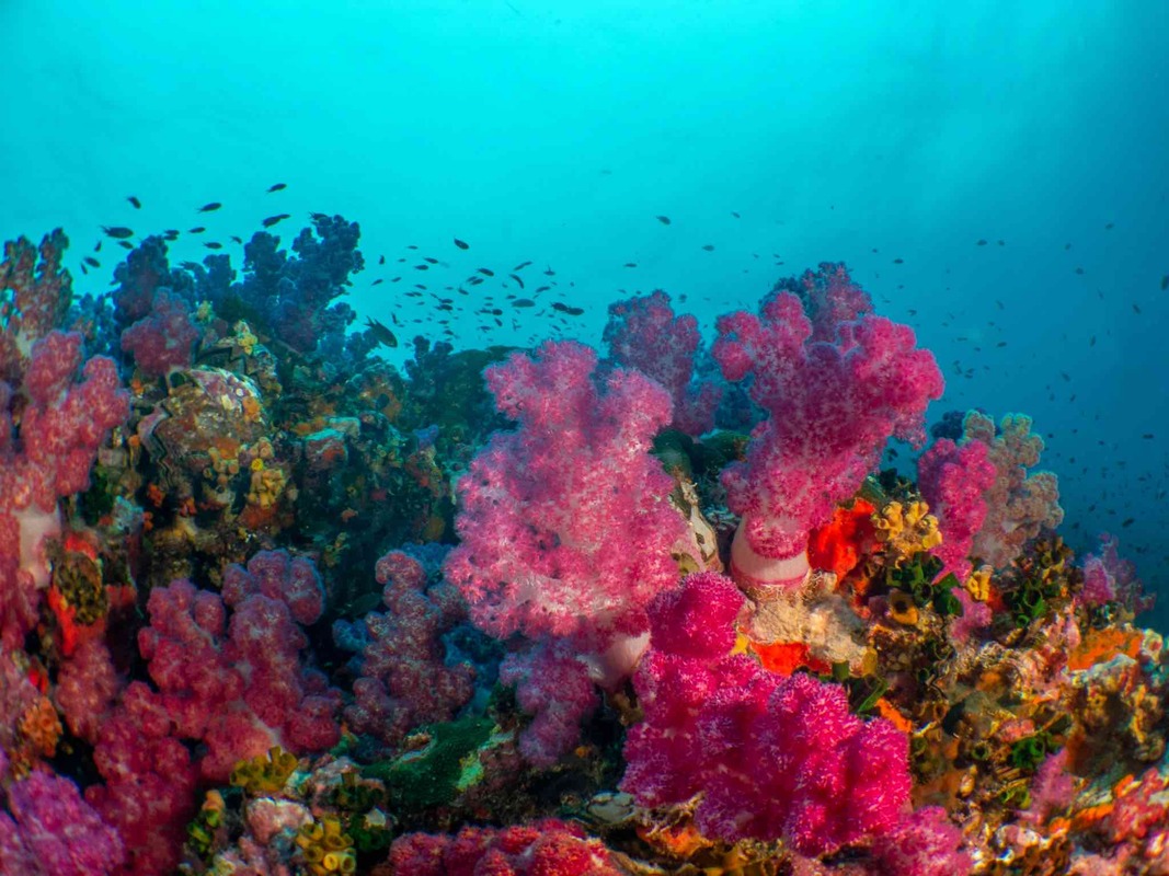 Beautiful soft corals from the Similan Islands