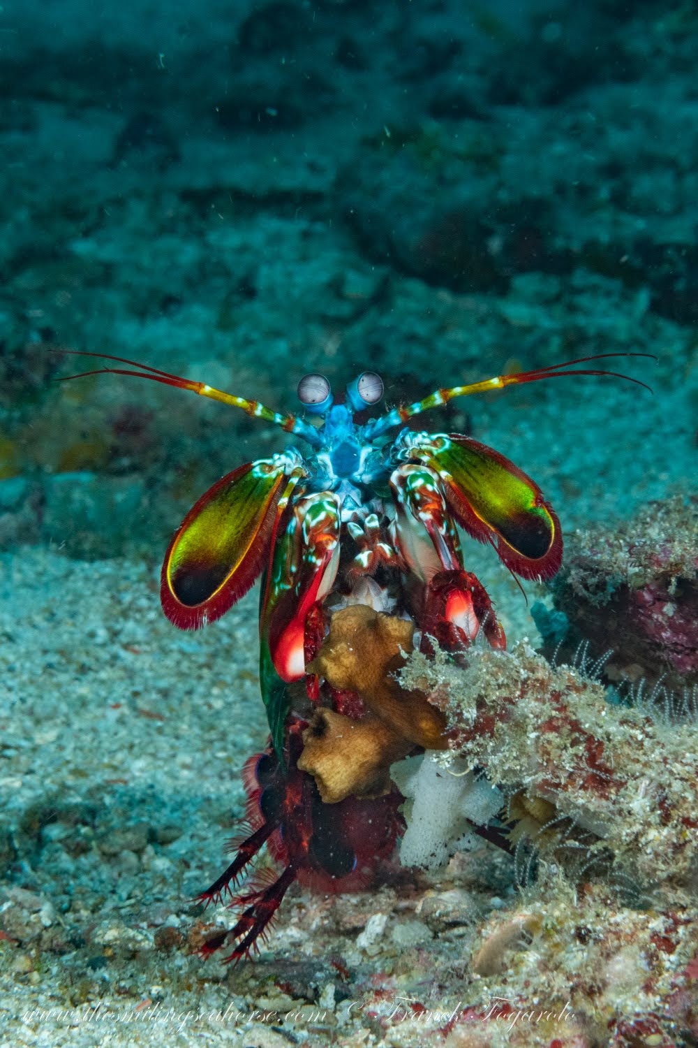 Curious mantis shrimp in Koh Lanta National Park