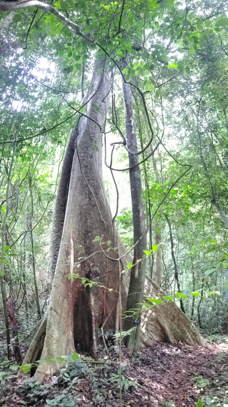 Beautiful tree in Khao Sok jungle