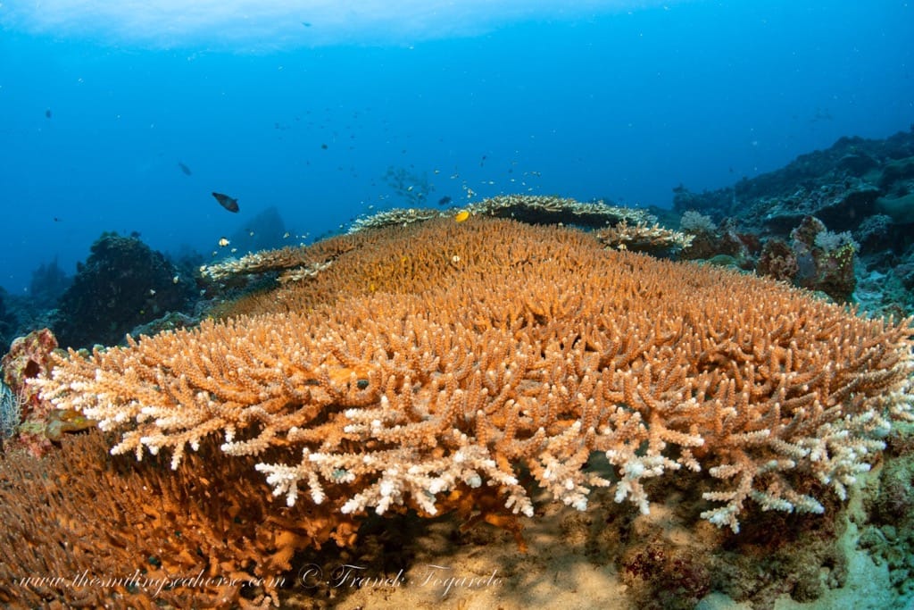Wonderful corals of the Andaman Sea