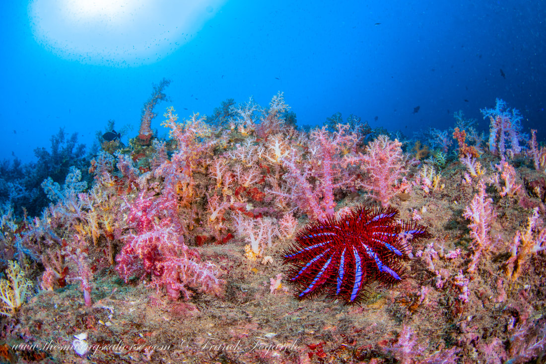 thorny seastar on vibrant reef