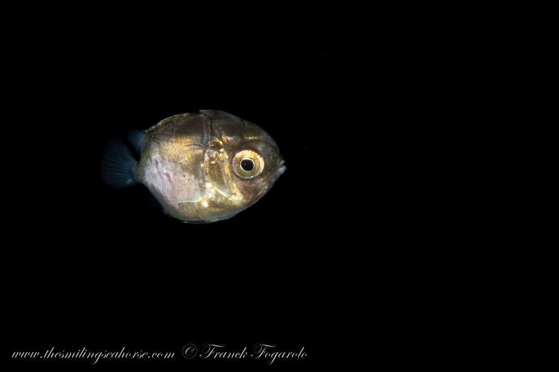 larval fish blackwater in thailand