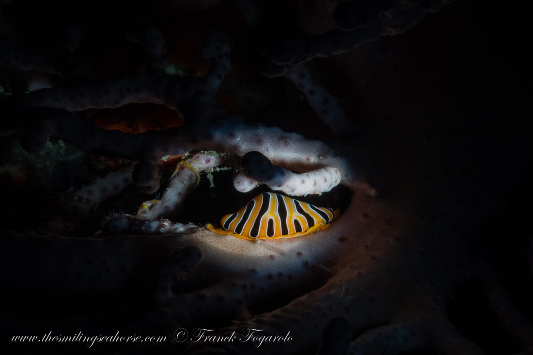 A cowrie shell in the light...