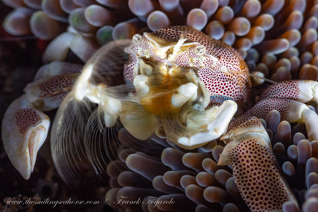 Beautiful porcelain crab on anemone
