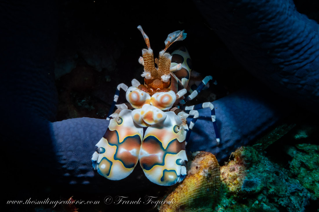 Wonderful Arlequin shrimp on her prey