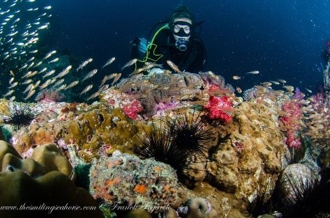 andaman sea coral reef