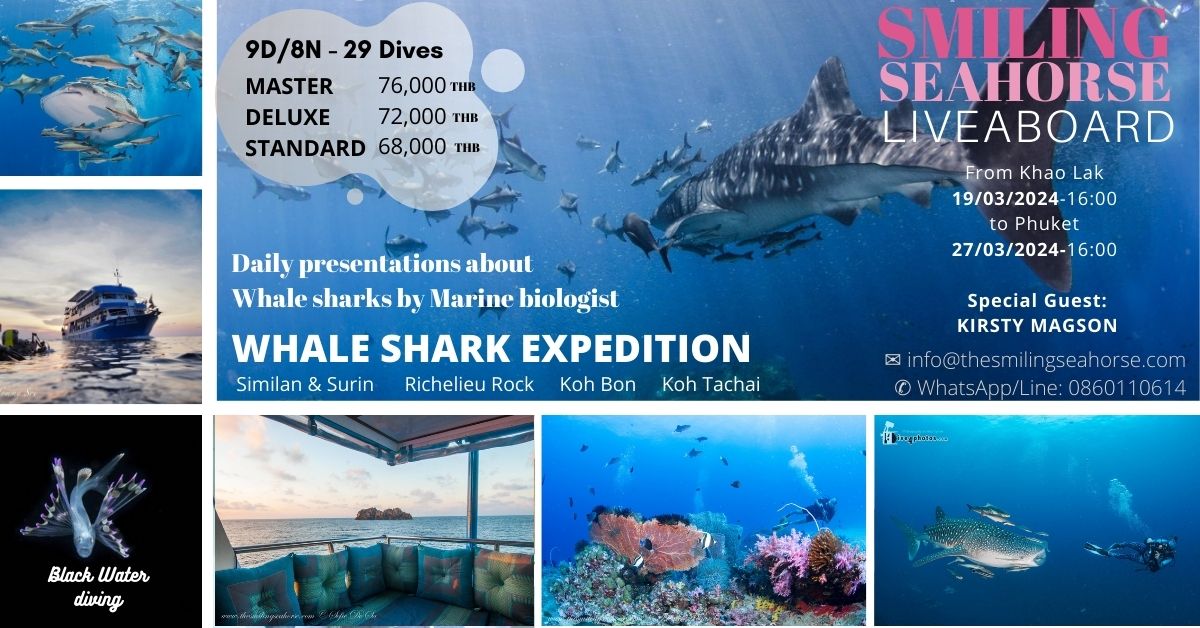 Thailand whale shark expedition 2023