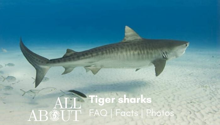 All about the Tiger Sharks