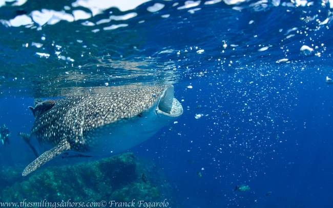 Did you know that whale sharks had tooth?