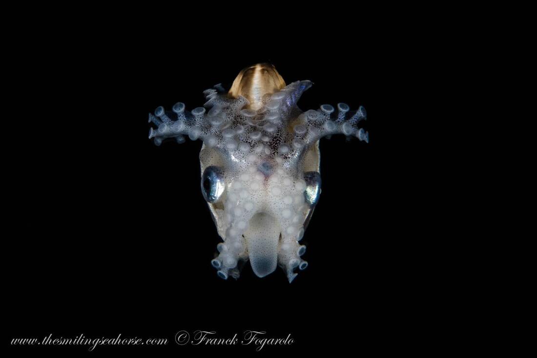 Pelagic octopus: Paper Nautilus