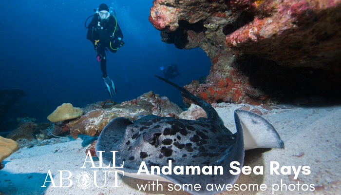 all about Andaman Sea Rays