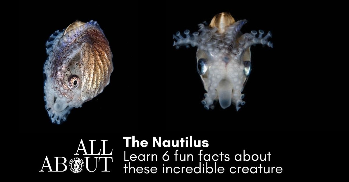 all about the Nautilus and Argonauts