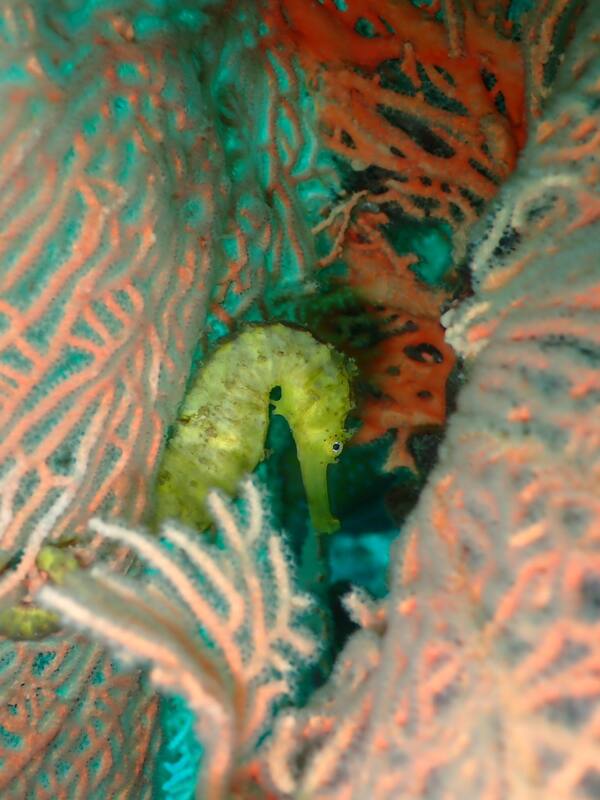 A shy yellow seahorse