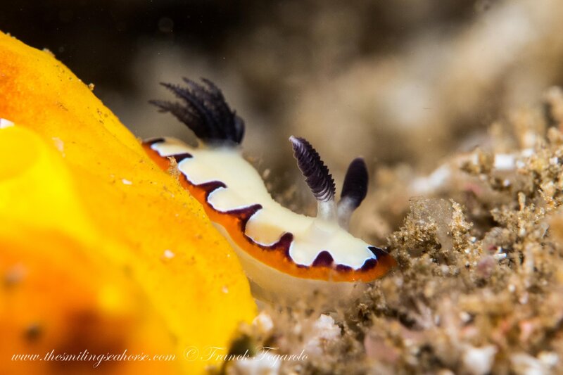snail seaslug orange white nudibranch 