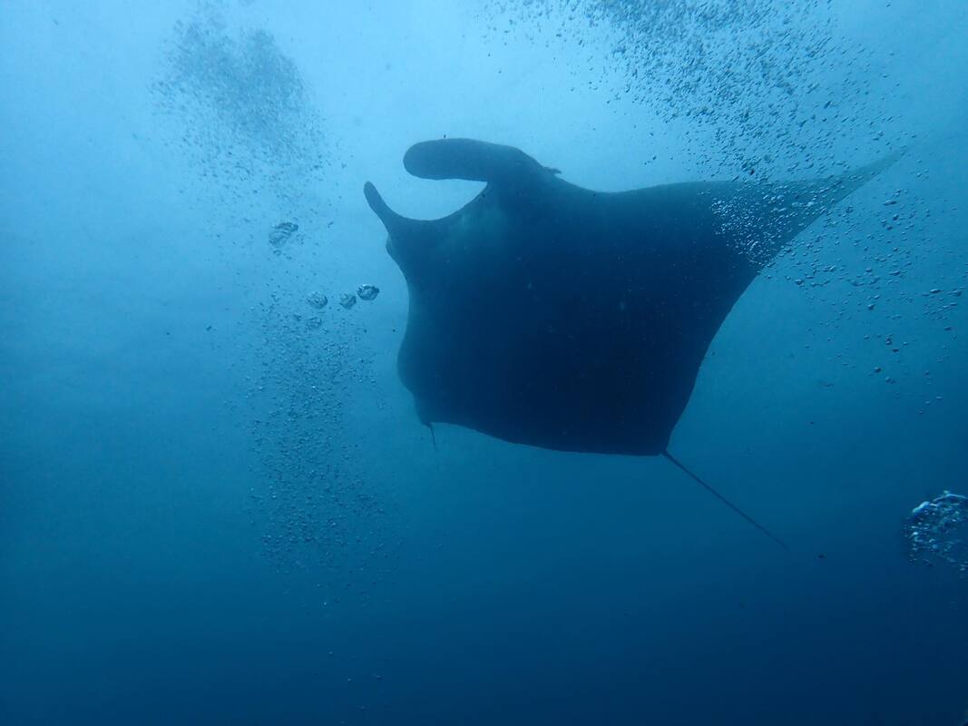 Magestic giant oceanic Manta ray