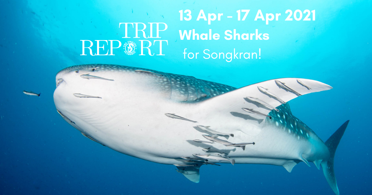 whale shark in thailand similans