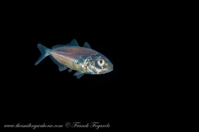 Small fish in blackwater dive