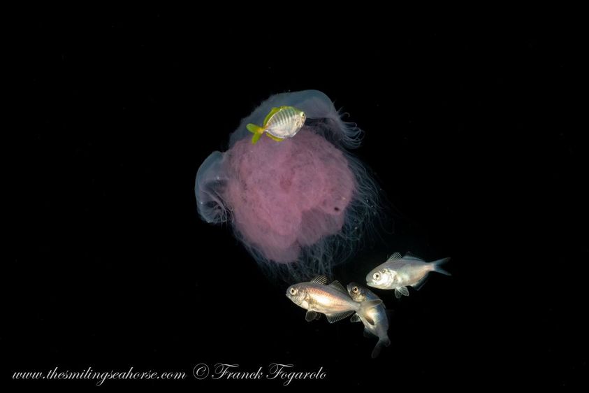Jellyfish with juvenile fish hitching a ride