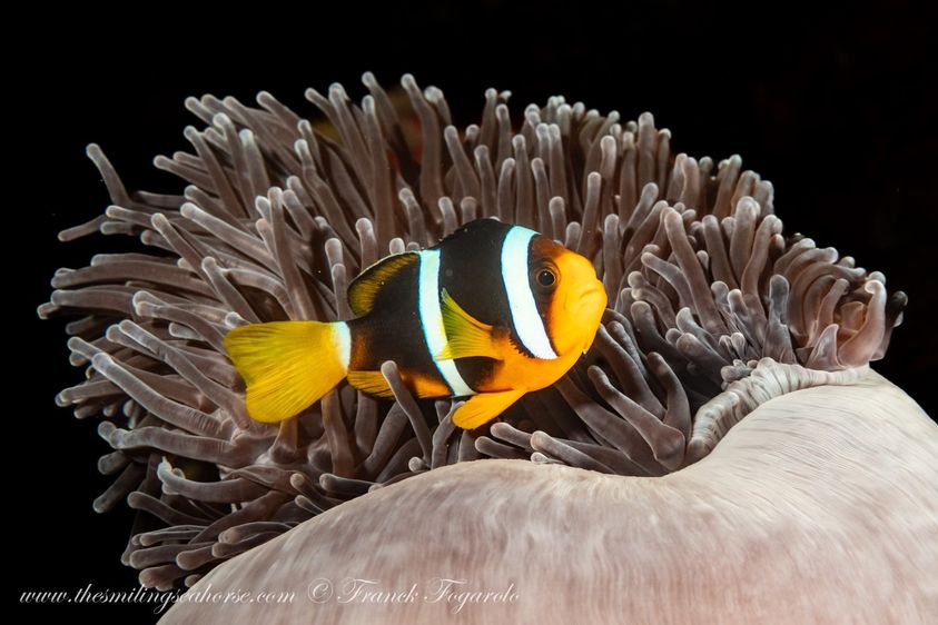 Clark’s anemone fish
