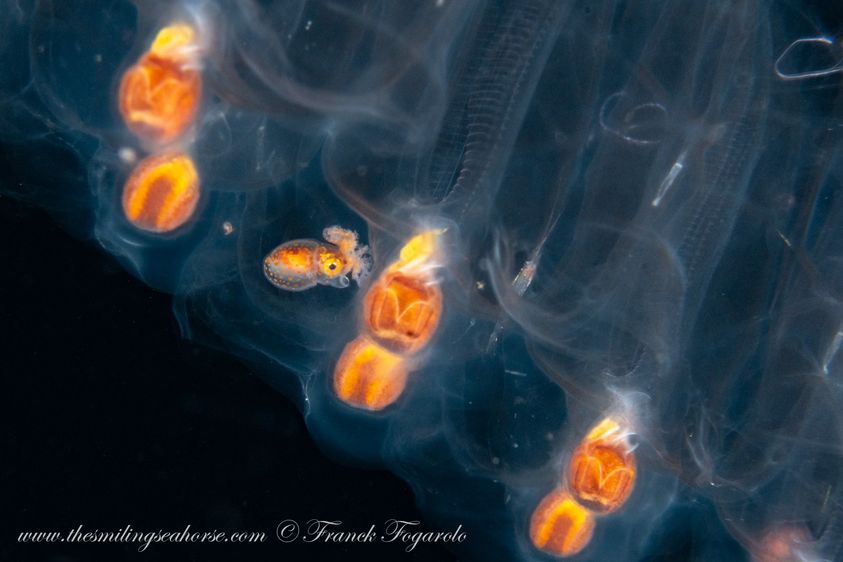 Paper Nautilus blackwater diving in Similan
