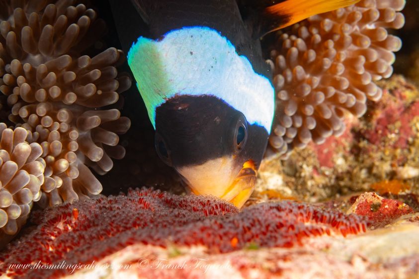 Clark’s anemone fish nurturing their eggs