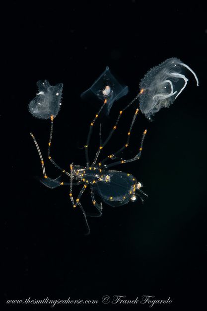 Thailand black water crustacean