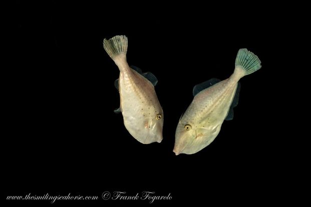 filefish on blackwater dive thailand