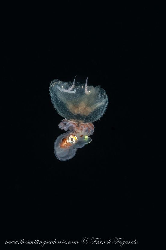 Male paper nautilus on jellyfish