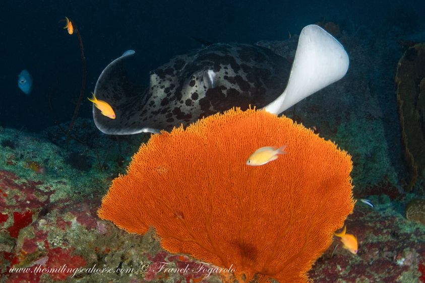 Big spotted marble ray and vivid seafan