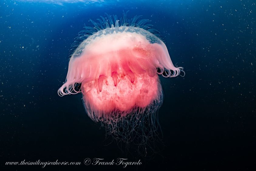 Elegant red jellyfish
