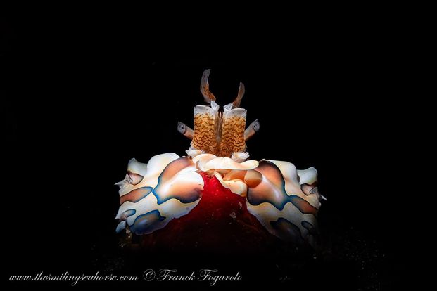 harlequin shrimp andaman sea