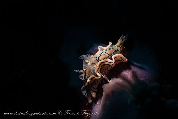 most beautiful nudibranch of thailand