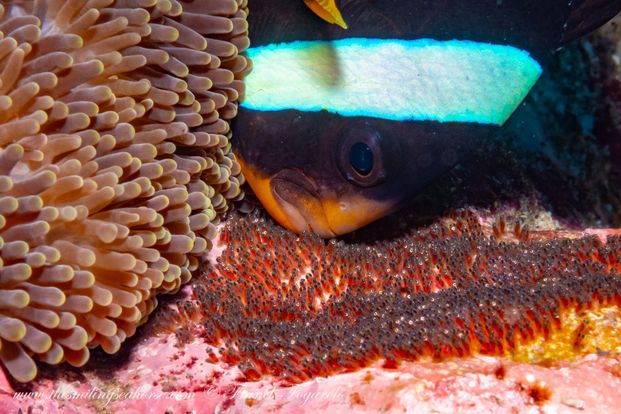 clark anemone fish tending to its eggs in thailand