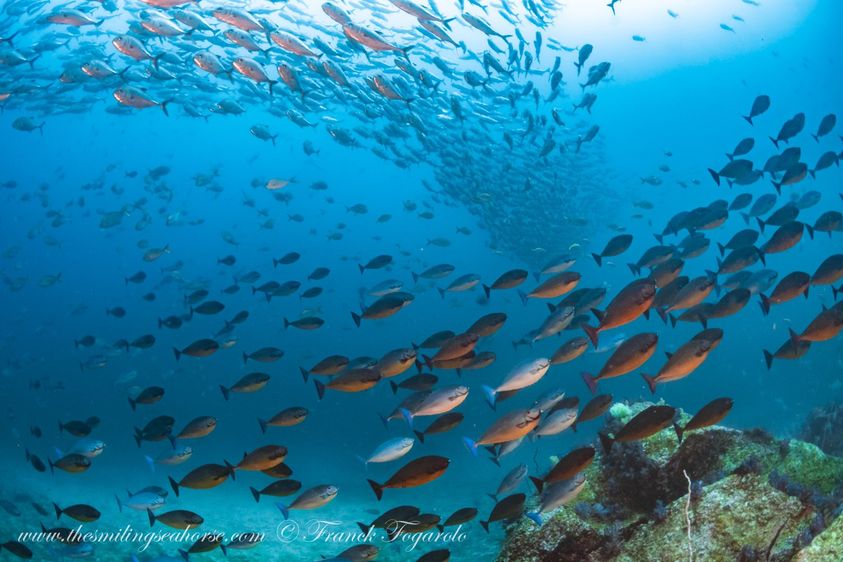 fishy dive site in myanmar mergui islands