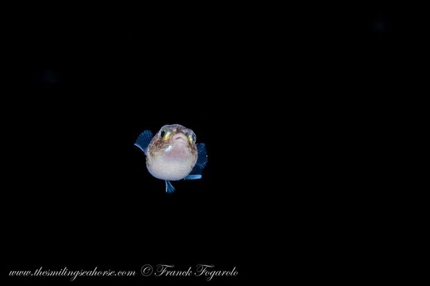diving the andaman sea offshore at night